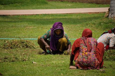 Indian women cutting grass