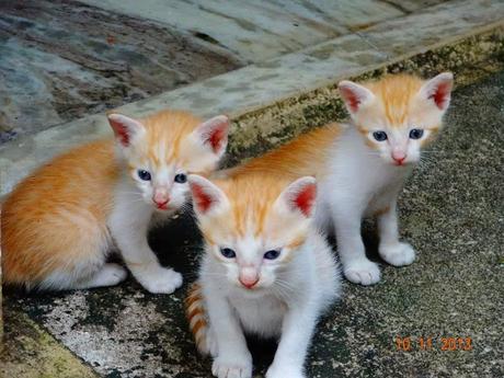 The Adorable Kittens by Anand