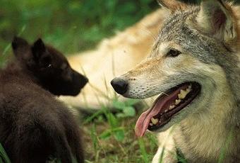 Wolf Weekly Wrap-Up – Defenders of Wildlife Blog - Paperblog
