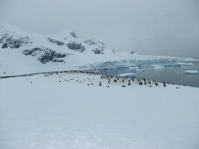 Top 5 Islands in Antarctica best antarctic islands