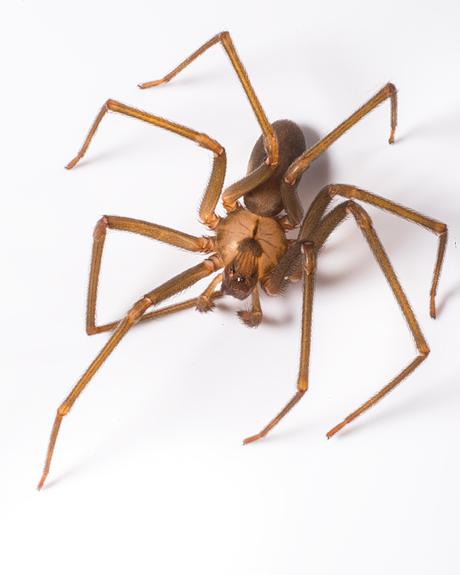 32_Brown Recluse Spider
