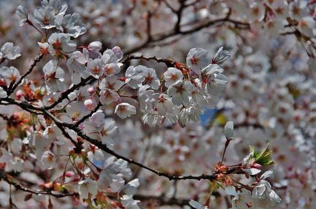 cherry-blossom-color