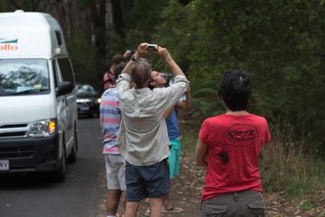 people taking photographs of koalas