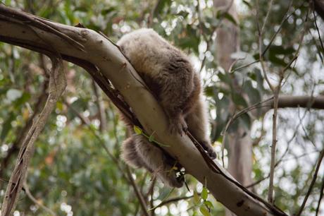 koala in tree cape otway