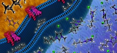 Ionic Liquid Resistance Mechanism to Advance Biofuel Production JBEI researchers identified the genetic origins of a resistance to ionic liquids found in Enterobacter lignolyticus, a soil bacterium discovered in a rainforest in Puerto Rico.