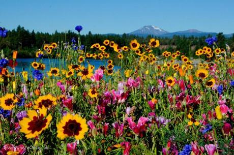 Bend Oregon Wildflowers