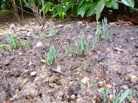 Snowdrop walk National Trust Sunnycroft April Fool snowdrop
