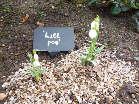 National Trust Snowdrop Walk Shropshire snowdrops