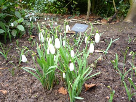 snowdrop magnet variety snowdrop walk Sunnycroft
