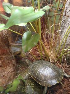 Doesn't this look so real? It was actual a fake turtle in an exhibit at a national park visitor center. 