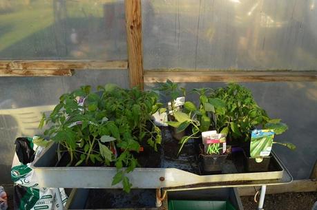2014 season March - A greenhouse within a greenhouse.