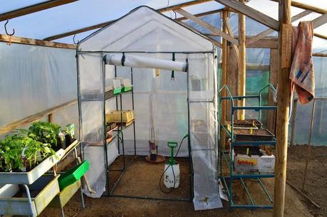 2014 season March - A greenhouse within a greenhouse.