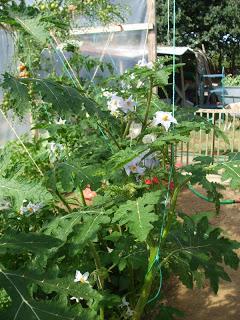 Growing Litchi Tomato's
