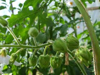 Growing Litchi Tomato's