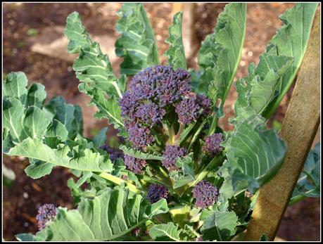 Harvesting the first PSB Harvesting the first PSB