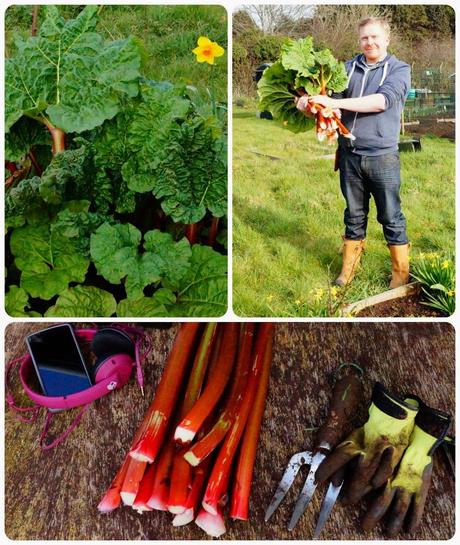 first harvest; the joy of rhubarb - 'growourown.blogspot.com' ~ an allotment blog