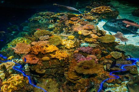 Reef Tank National Aquarium Baltimore