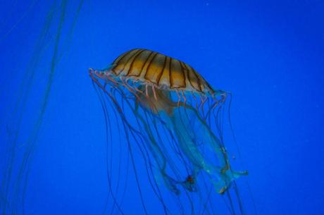 Jelly Fish National Aquarium Baltimore