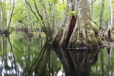Spectra Seeks Approval to Send Gas Pipeline into the Southern Swamps Cypress tree in the Green Swamp, which includes approx 500,000 acres of public forests. Photo by Mac Stone