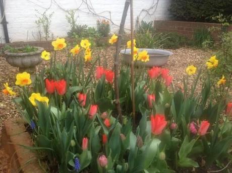 tulips in border with daffodils