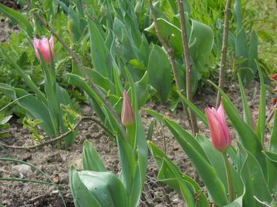 Return of the tulips!