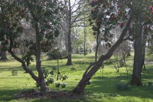 Nineteenth century Rhododendron in the Woodland garden