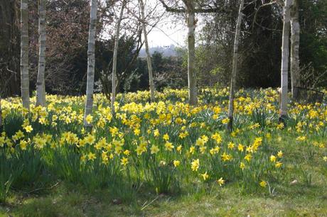 Daffodils in the Woodland garden