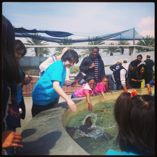 Samuel enjoys petting the Rays at Long Beach's Aquarium of the Pacific  