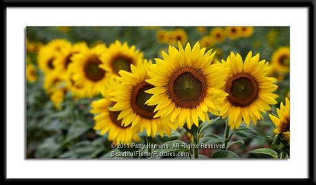 Sunflowers All in a row