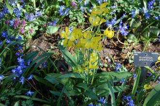 Erythronium grandiflorum (16/03/2014, Kew Gardens, London)