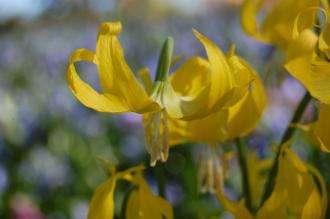 Erythronium grandiflorum Flower (16/03/2014, Kew Gardens, London)