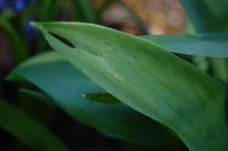 Erythronium grandiflorum Leaf (16/03/2014, Kew Gardens, London)