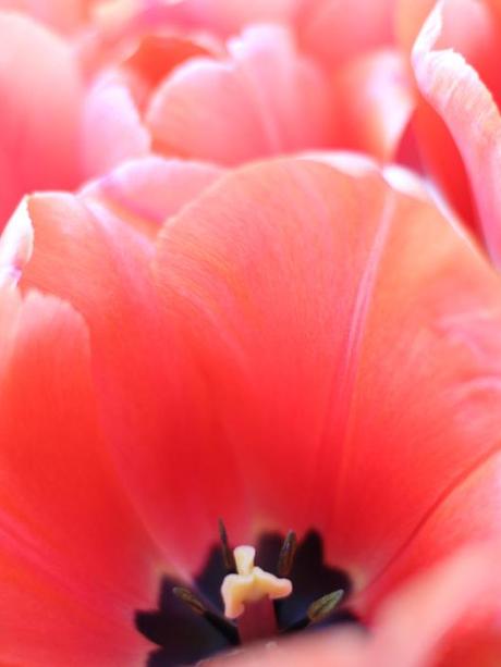 Tulip Apricot Impression