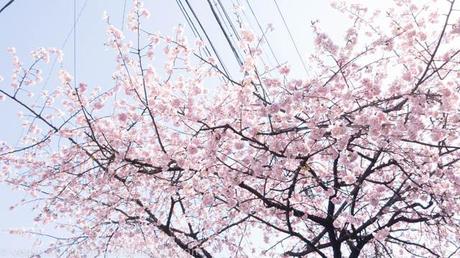 Japan March 2014: Road Trip from Kyoto back to Tokyo + Sakura in Nagoya!