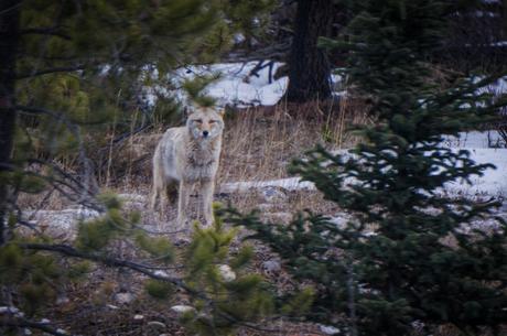 Coyote Jasper Wildlife Tour