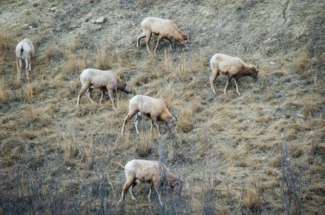 Sheep on a mountain side Jasper Alberta 