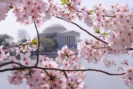 DC Cherry Blossom @Simone Design Blog