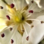 The Macro Allotment The Macro Allotment