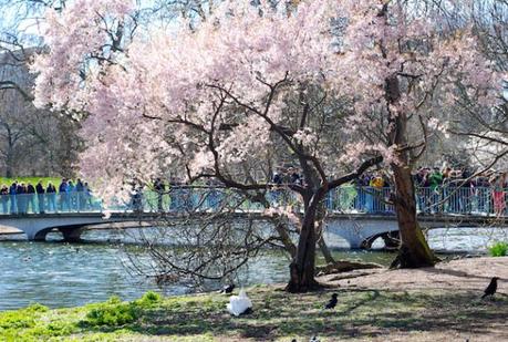 St James's Park Cherry Blossoms