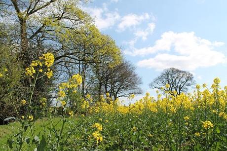 Different Views Different Views