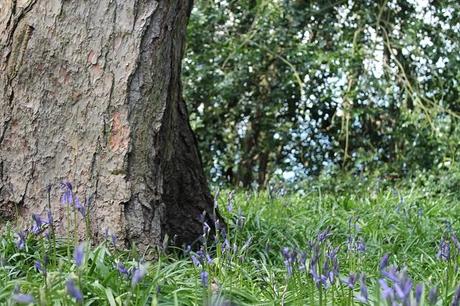 Different Views Different Views