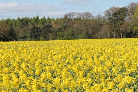 Different Views Different Views