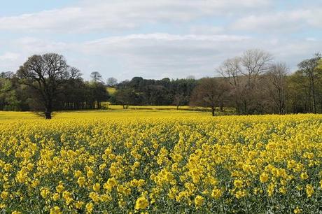 Different Views Different Views