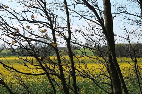 Different Views Different Views