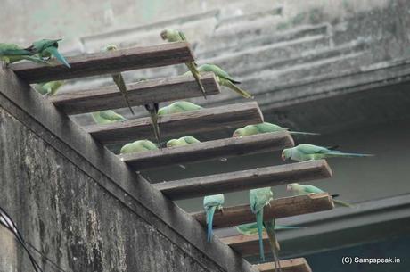 squawking of Green Parrots .......... not in wild.. but at Royapettah