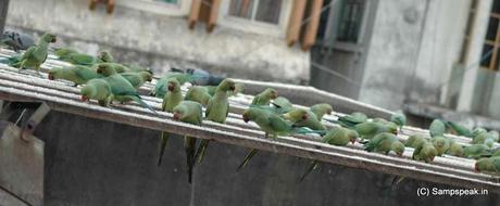 squawking of Green Parrots .......... not in wild.. but at Royapettah