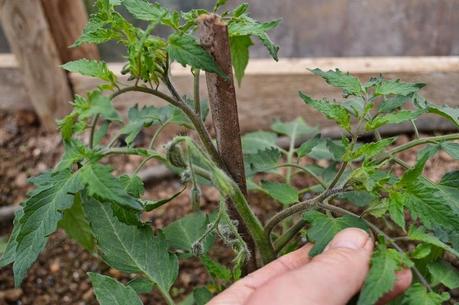 Early De-Shooting of Tomato Plants