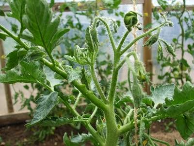 Early De-Shooting of Tomato Plants