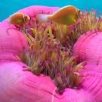 Colorful sea Anemone
