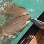 Nurse sharks coming right up to our boat!